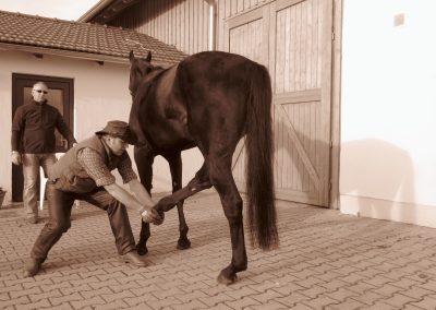 Pferde-Osteopathie Praxis Spreckelsen